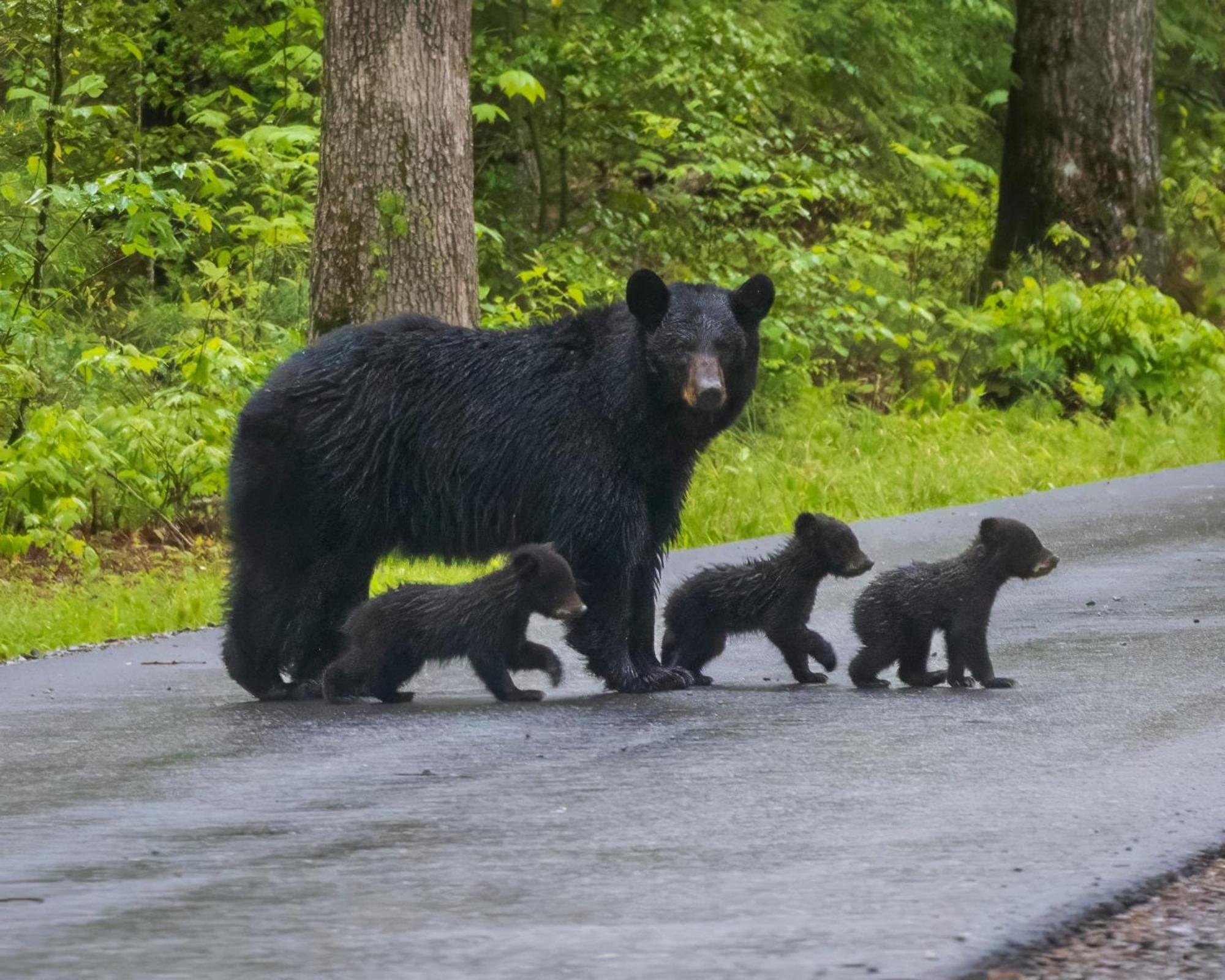 Four Bears Den, Hot Tub, 1089 Of Free Attraction Tickets For Each Paid Day, Dollywood And More Gatlinburg Exteriér fotografie